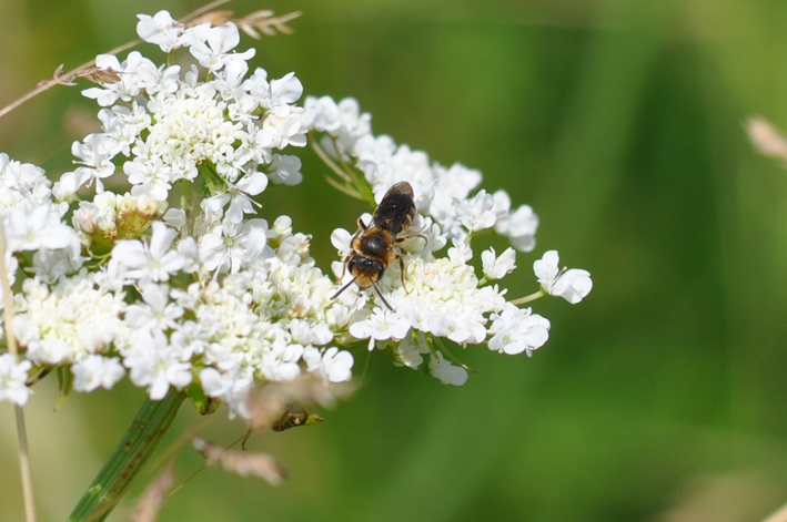 Andrena cf. combinata